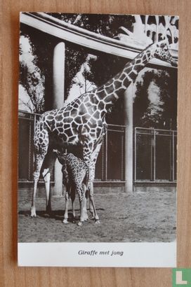Dierentuin Diergaarde Blijdorp- Giraf