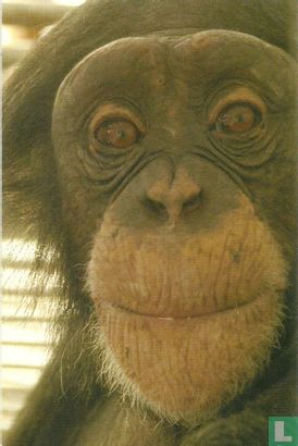 St. Aap - Chimpansee Patrick
