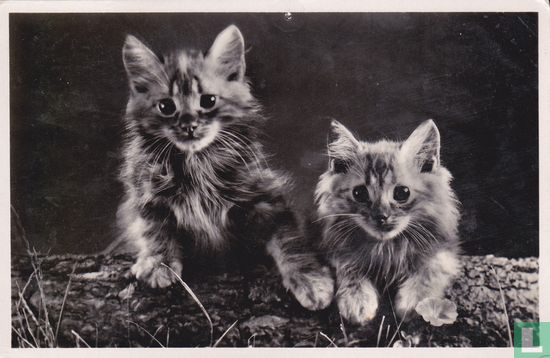 Kittens - Afbeelding 1