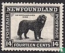 Newfoundland dog