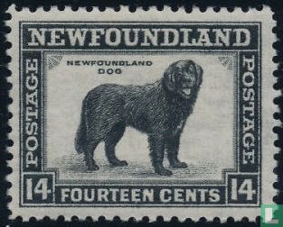 Newfoundland hond