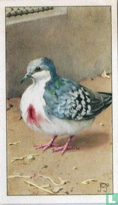 Dolksteek-Duif - Bild 1