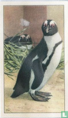 Bril-Pinguins - Afbeelding 1