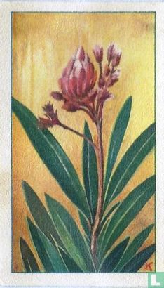 Welriekende Oleander - Image 1