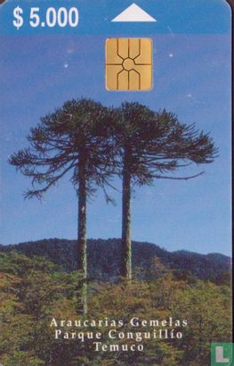 Araucarias Gemelas - Afbeelding 1