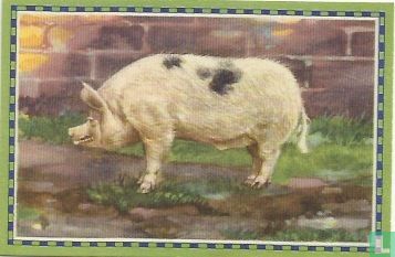 Duitsch Edelzwijn - Image 1