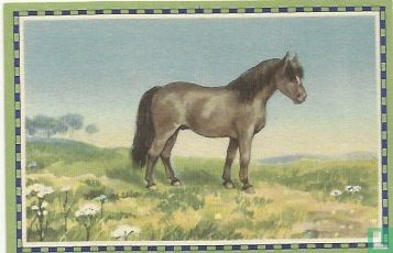 Yslandsche pony - Image 1