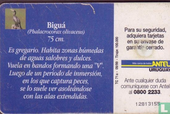 Bigua - Afbeelding 2