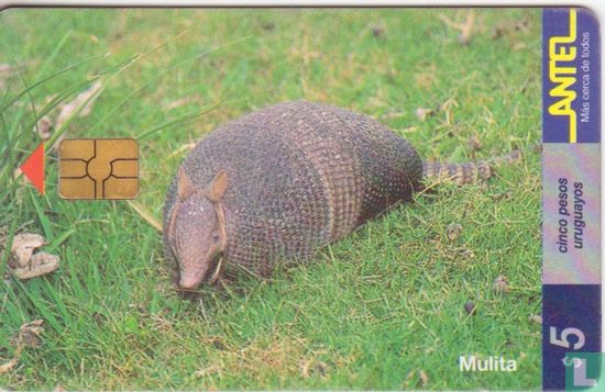 Mulita - Image 1