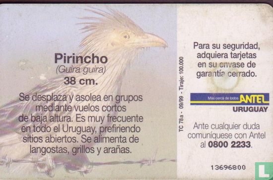 Pirincho - Afbeelding 2