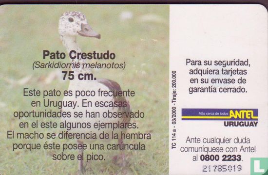 Pato Crestudo (Sarkidiornis melanotos) - Image 2