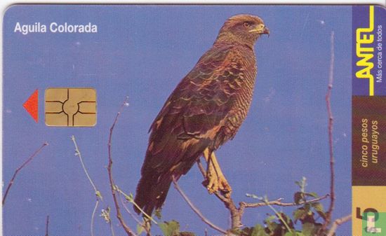 Aguila Colorada - Image 1