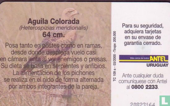 Aguila Colorada - Image 2