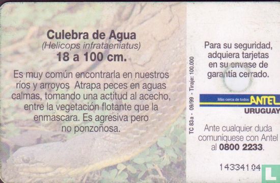 Culebra de Agua - Image 2