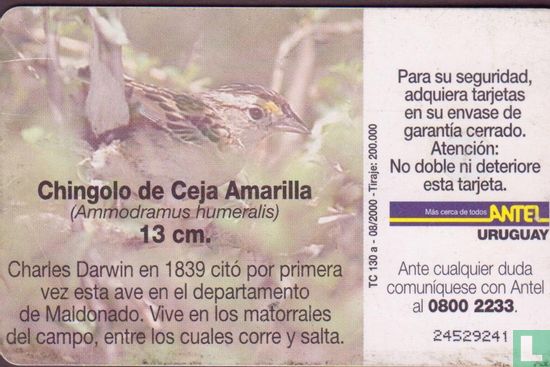 Chingolo de Ceja Amarilla - Image 2
