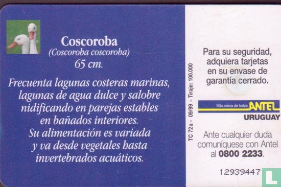 Coscoroba - Afbeelding 2