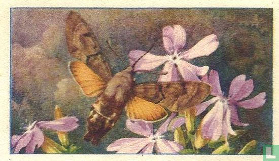 Kolibrivlinder op Zeepkruid - Image 1