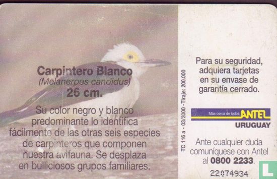 Carpintero Blanco (Melanerpes candidus) - Bild 2
