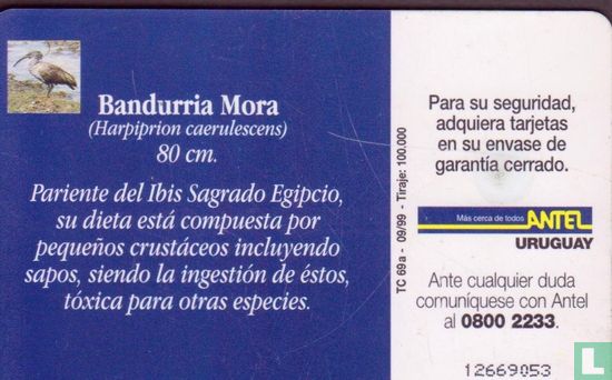 Bandurria Mora  - Bild 2
