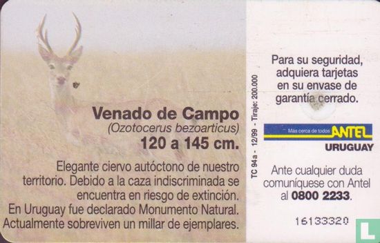 Venado de Campo - Image 2