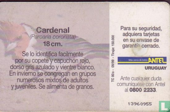 Cardenal - Image 2