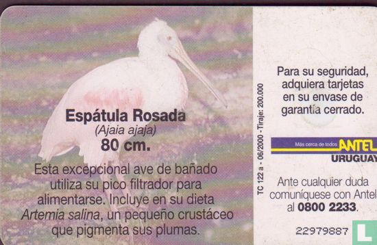 Espätula  Rosada - Bild 2
