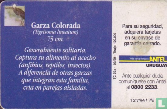 Garza Colorada - Afbeelding 2