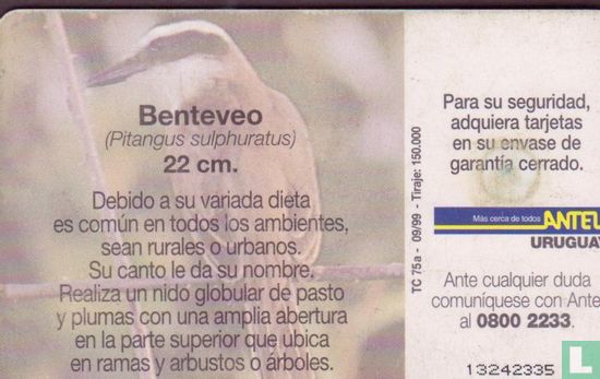 Benteveo - Bild 2