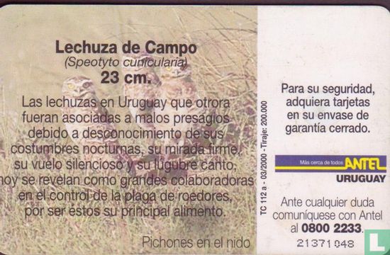 Lechuza de Campo - Afbeelding 2