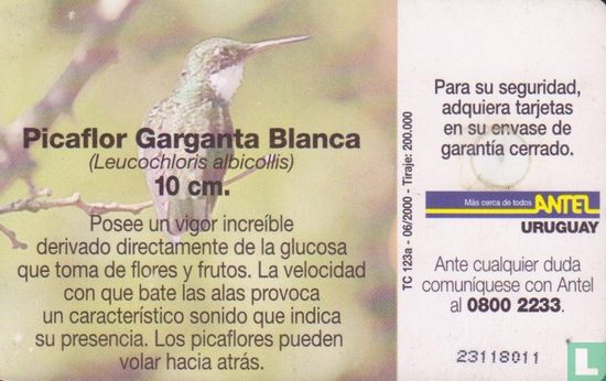 Picaflor Garganta Blanca - Image 2