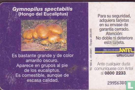 Gymnopilus Spectabilis - Image 2