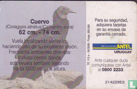 Cuervo - Bild 2