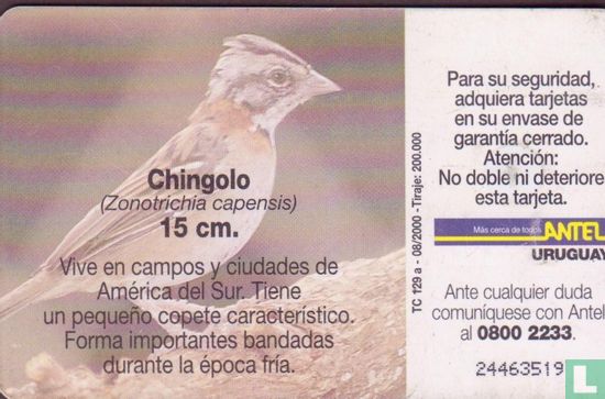 Chingolo - Image 2