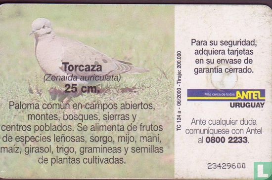 Torcaza (Zenaida auriculata) - Image 2