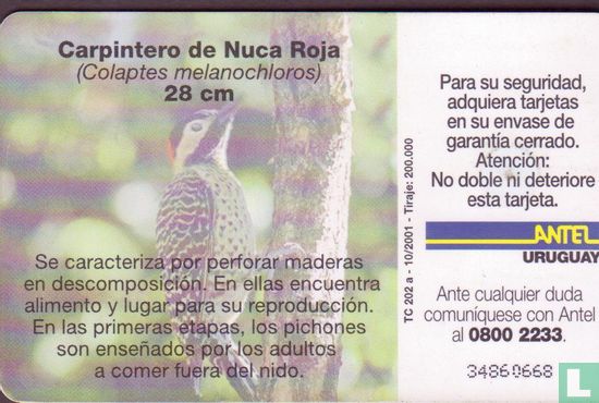 Carpintero de Nuca Roja (Groenbandgrondspecht) - Image 2