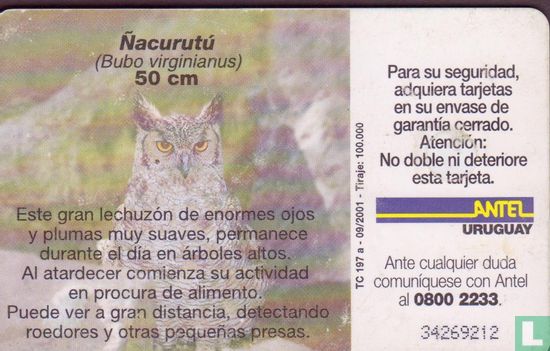 Ñacurutú - Bild 2