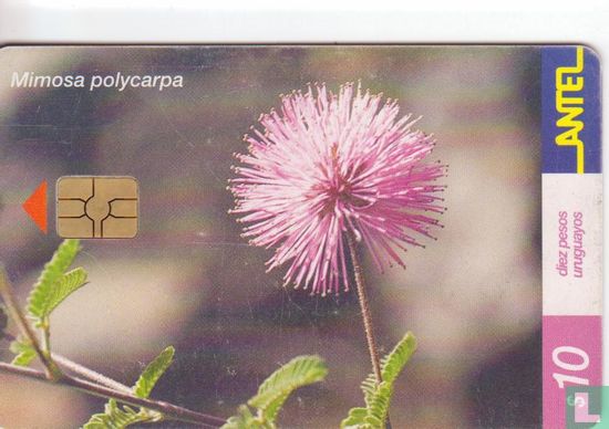 Mimosa Polycarpa - Image 1