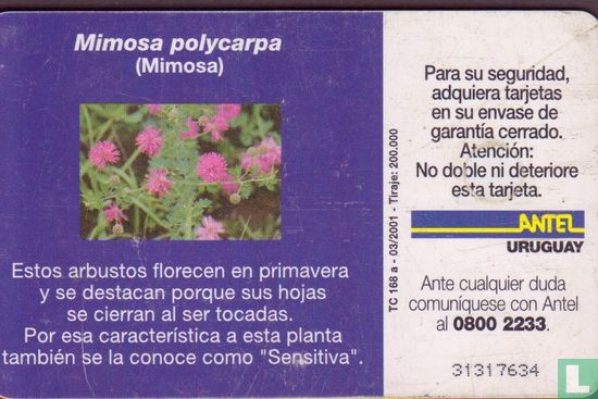 Mimosa Polycarpa - Image 2