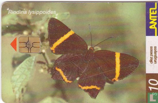 Riodina Lysippoides - Image 1