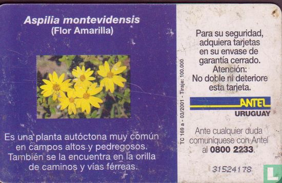 Aspilia Montevidensis - Image 2