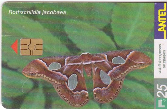Rothschildia Jacobaea - Afbeelding 1
