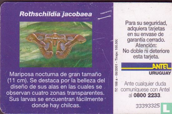 Rothschildia Jacobaea - Afbeelding 2