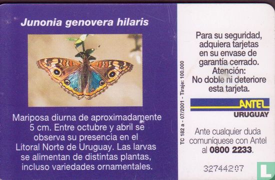 Junonia Genovera Hilaris - Image 2