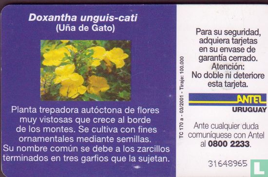 Doxantha Unguis-Cati - Image 2
