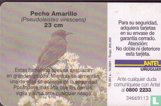 Pecho Amarillo - Image 2