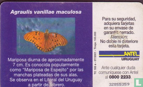 Agraulis Vanillae Maculosa - Image 2