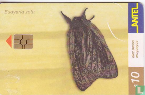 Eudyaria Zeta - Afbeelding 1