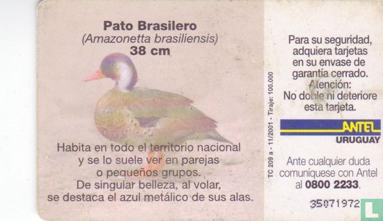 Pato Brasilero - Image 2