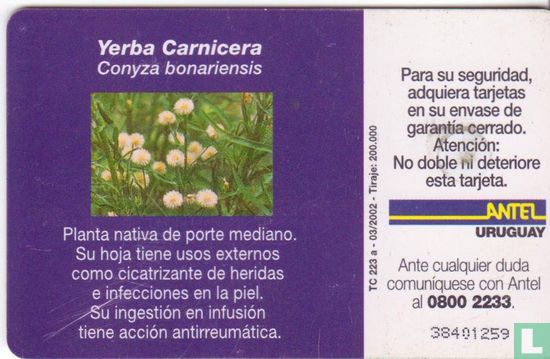Yerba Carnicera - Image 2