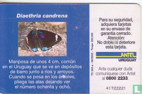 Diaethria Candrena - Image 2
